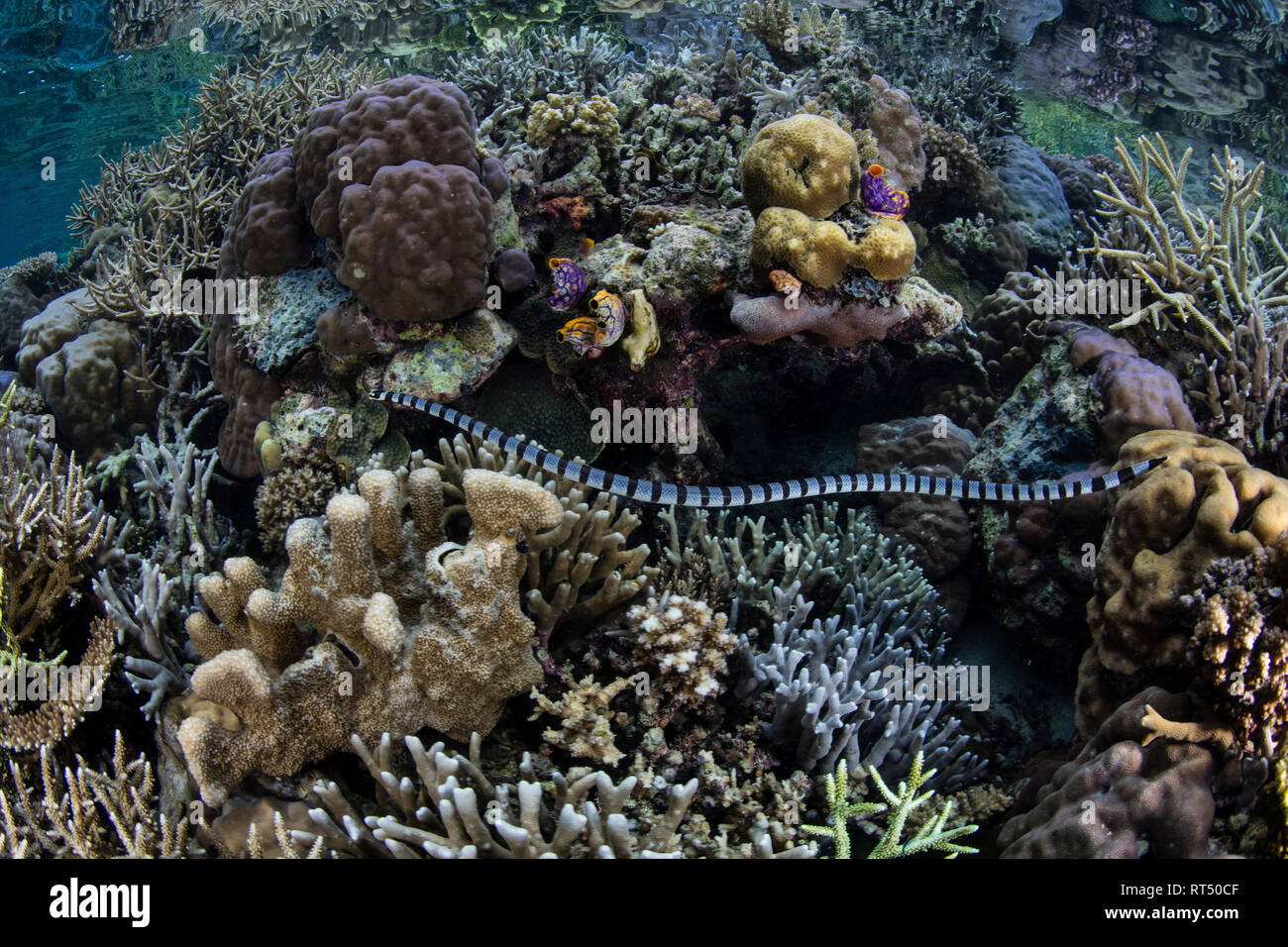 Un mare nastrati krait schlittert attraverso i coralli in Raja Ampat, Indonesia. Foto Stock