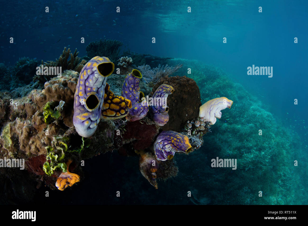 Colorato tunicati crescere su una barriera corallina in Raja Ampat, Indonesia. Foto Stock