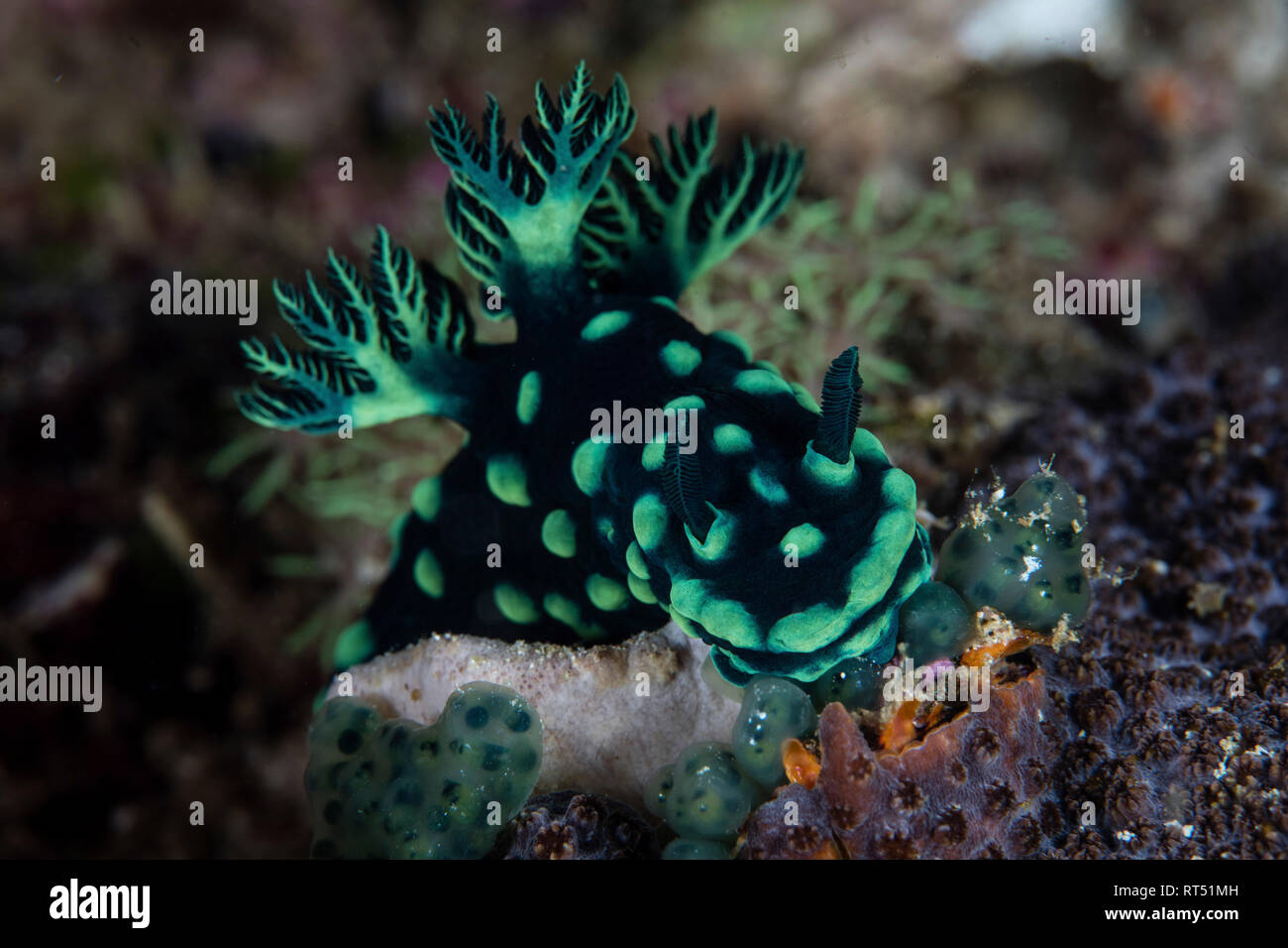 Un Nembrotha cristata nudibranch alimenta di tunicati. Foto Stock