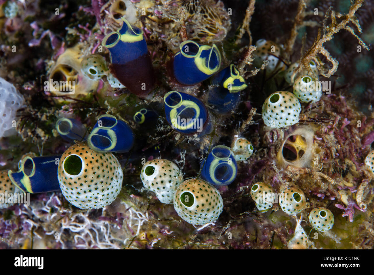 Un cluster di coloratissimi tunicati crescere su una barriera corallina. Foto Stock
