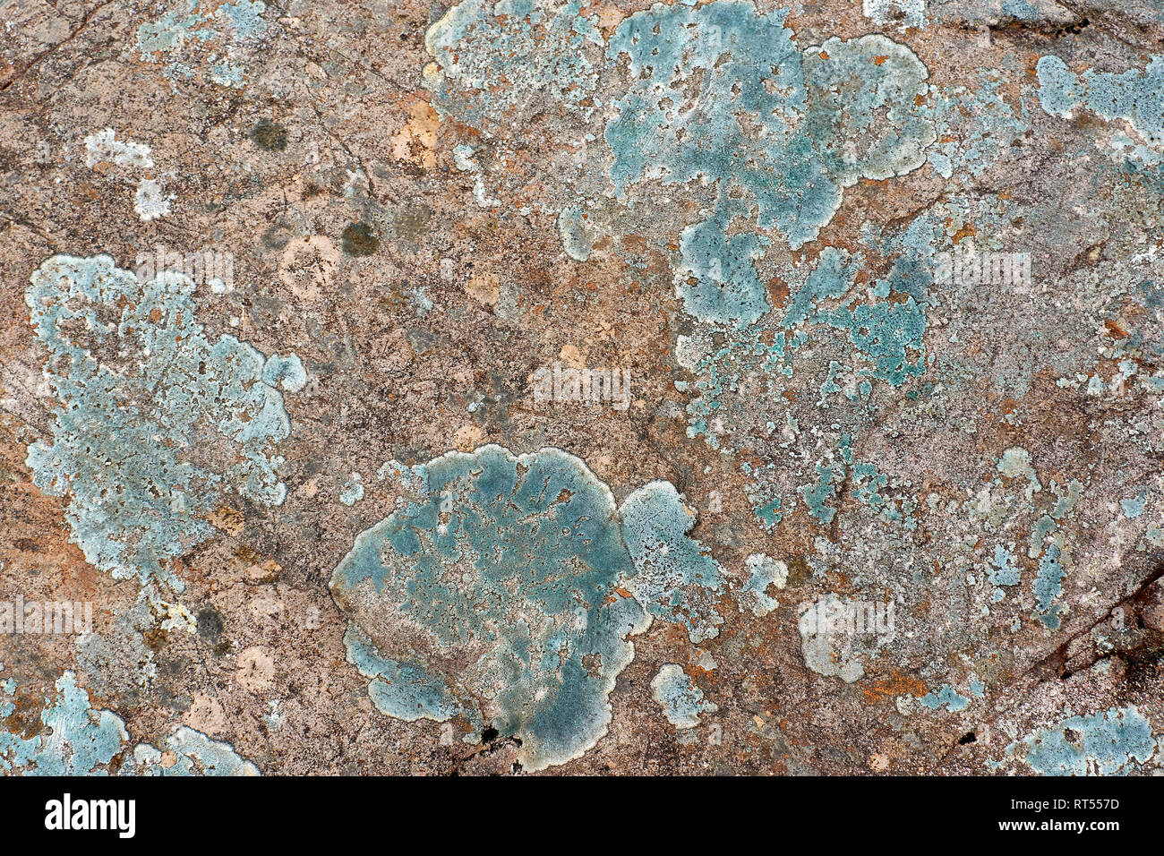 I licheni crescono blu su una parete rocciosa costa ovest della Scozia Foto Stock