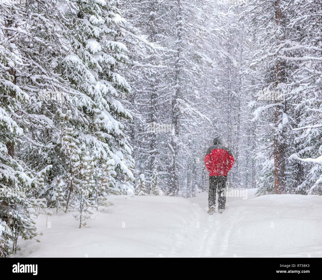 Il camminatore solitario in una giacca rossa su una coperta di neve sentiero forestale in una tempesta di neve sopra il Lago Maligne, Jasper National Park, Alberta, Canada Foto Stock