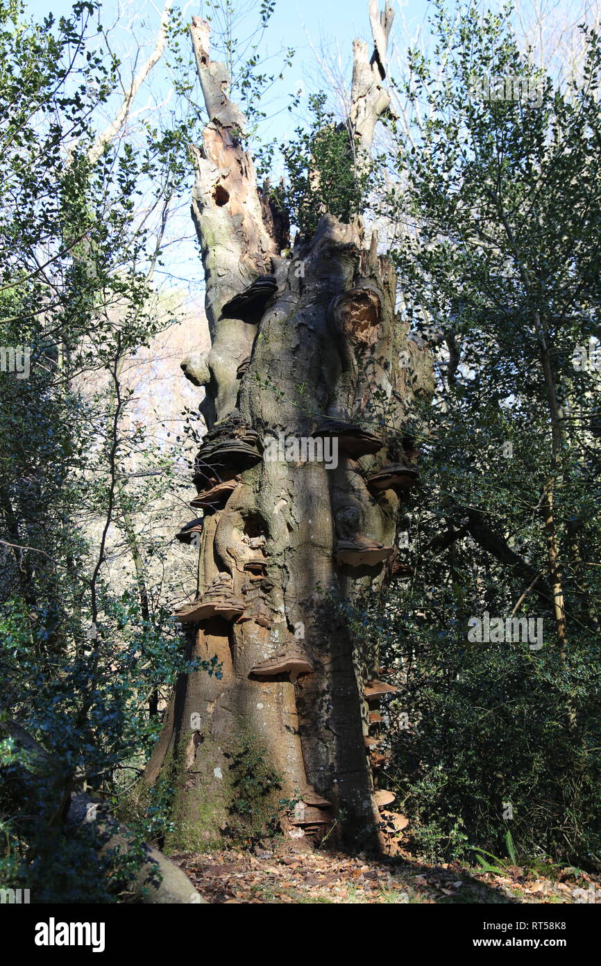 Strano e interessante tronco di albero in Sussex woodland Foto Stock