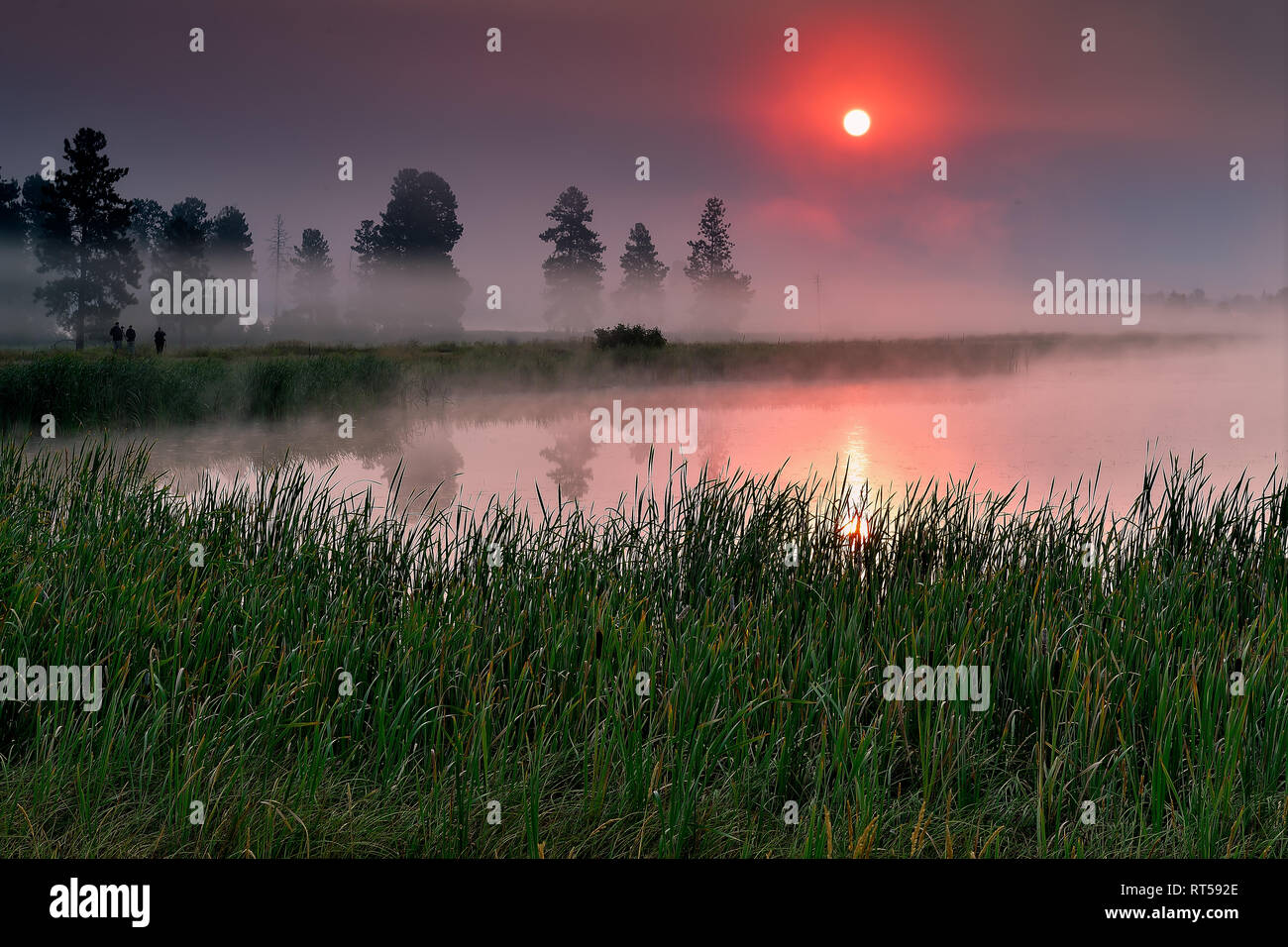 Luce del sole che filtra attraverso la nebbia mattutina oltre lo stagno in Lee Metcalf National Wildlife Refuge Foto Stock