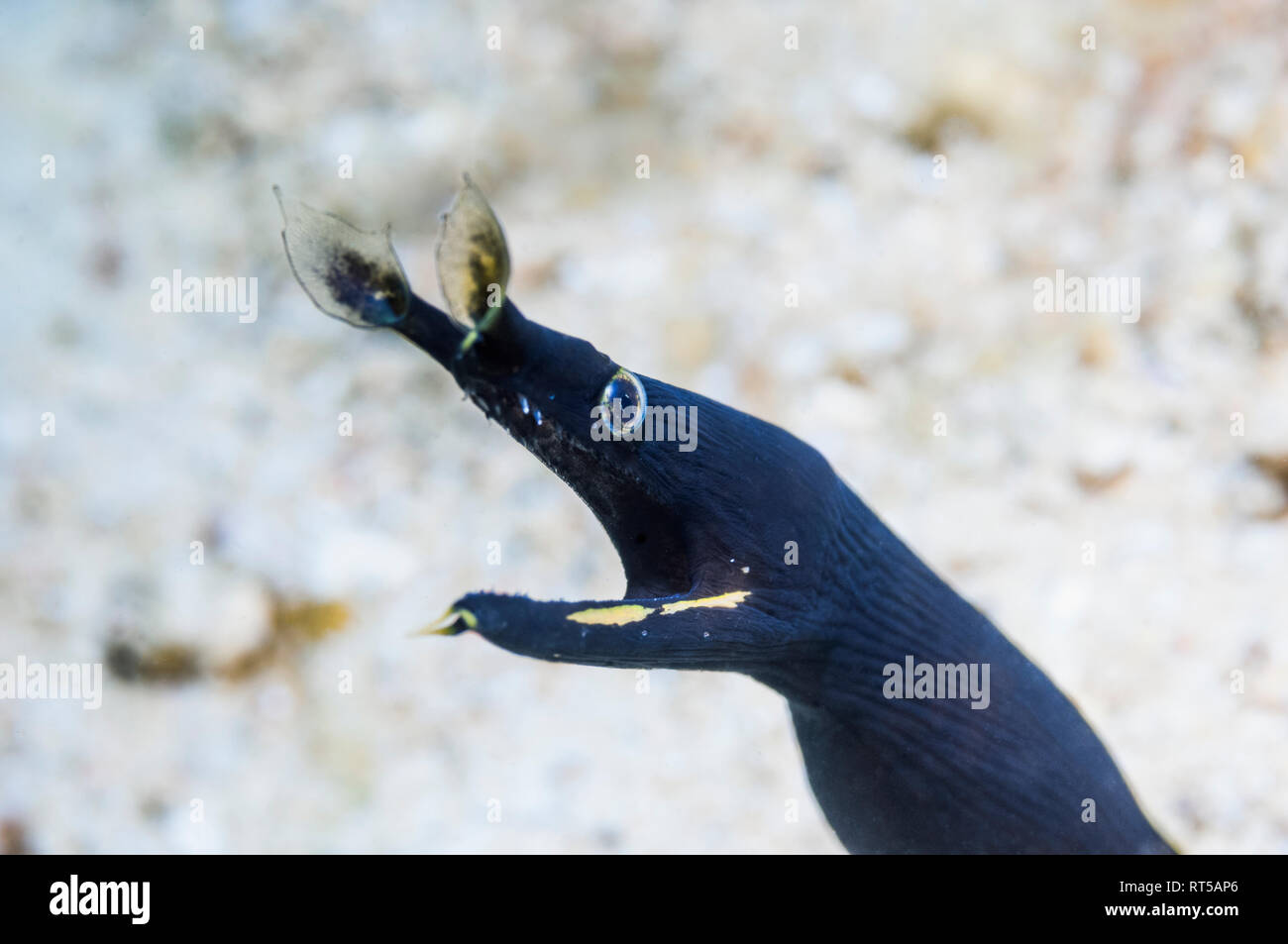 Nastro anguilla [Rhinomuraena quaesita]. Puerto Galera, Filippine. Foto Stock