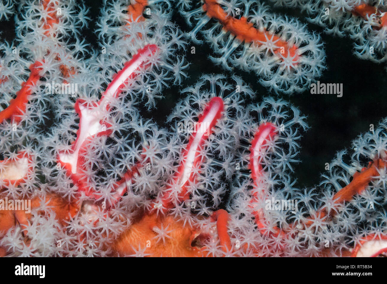 Polipi di fan corallo [Solenocaulon akalyx]. Papua occidentale, in Indonesia. Foto Stock