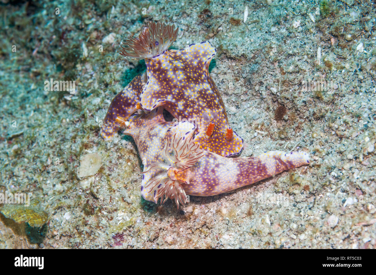 Nudibranch [Ceratosoma sp.] coppia. Puerto Galera, Filippine. Foto Stock