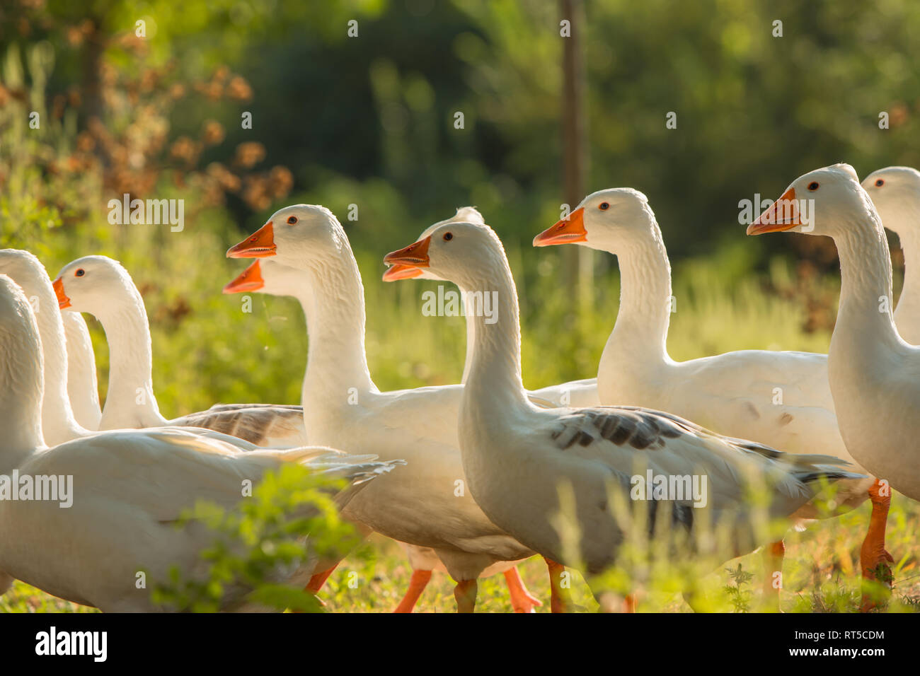 Allevamento di oca bianca a piedi attraverso la foresta, coperto con il primo mattino i raggi del sole. Foto Stock