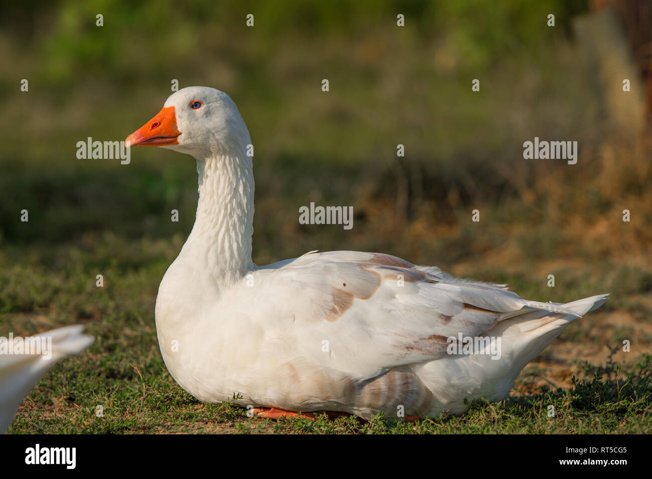 Un close-up shot, un oca bianca, testa con un arancio Becco e occhi blu, vicino al lak. Foto Stock
