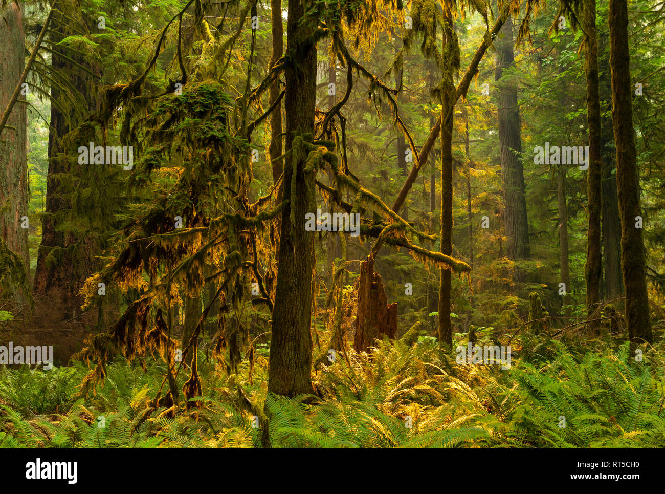 La foresta pluviale tropicale di bosco rosso con alberi di cedro e lussureggiante fogliame verde all'interno della MacMillan Parco Provinciale al tramonto, l'isola di Vancouver, Canada. Foto Stock