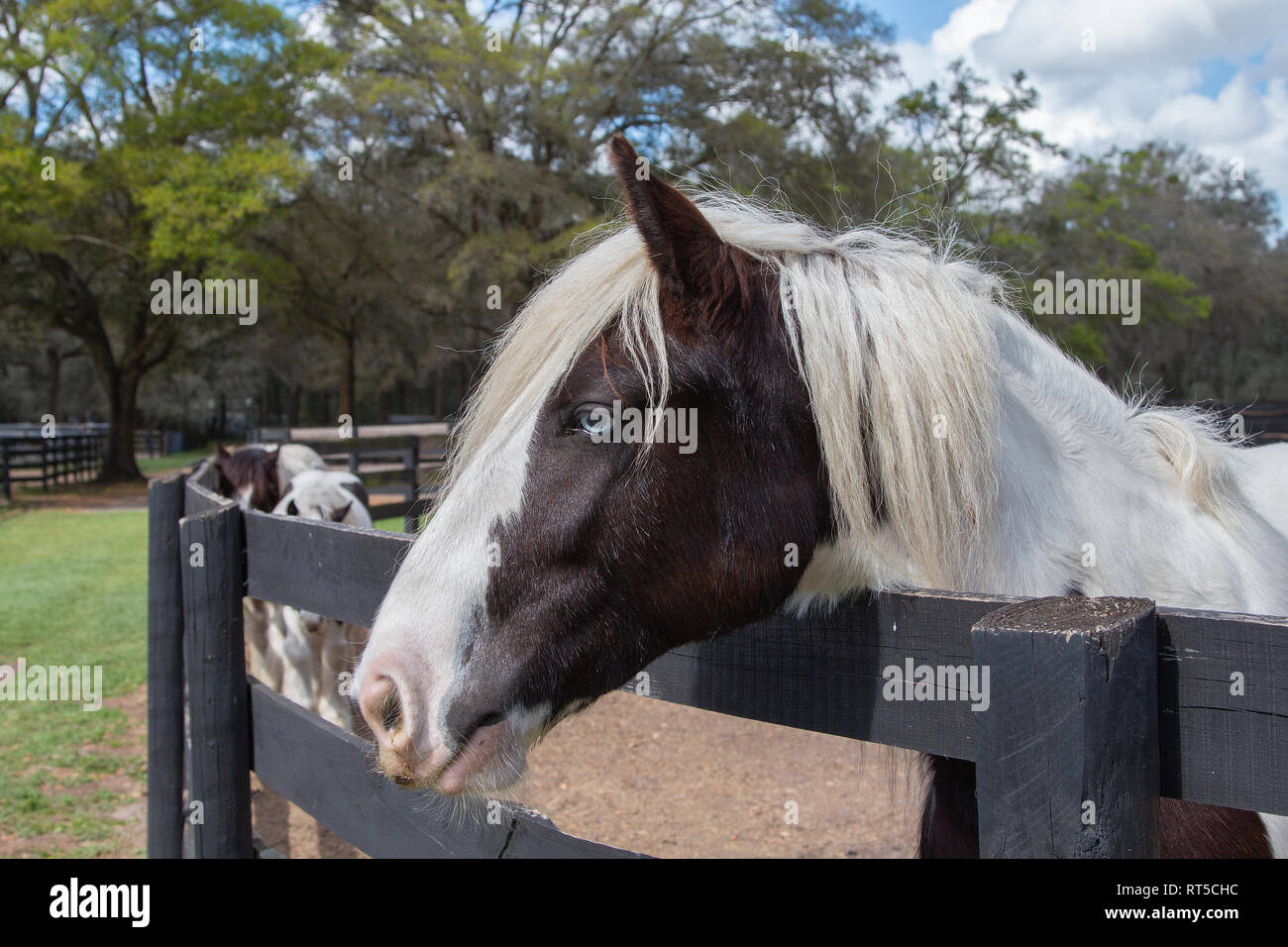 Gypsy Vanner cavallo Foto Stock