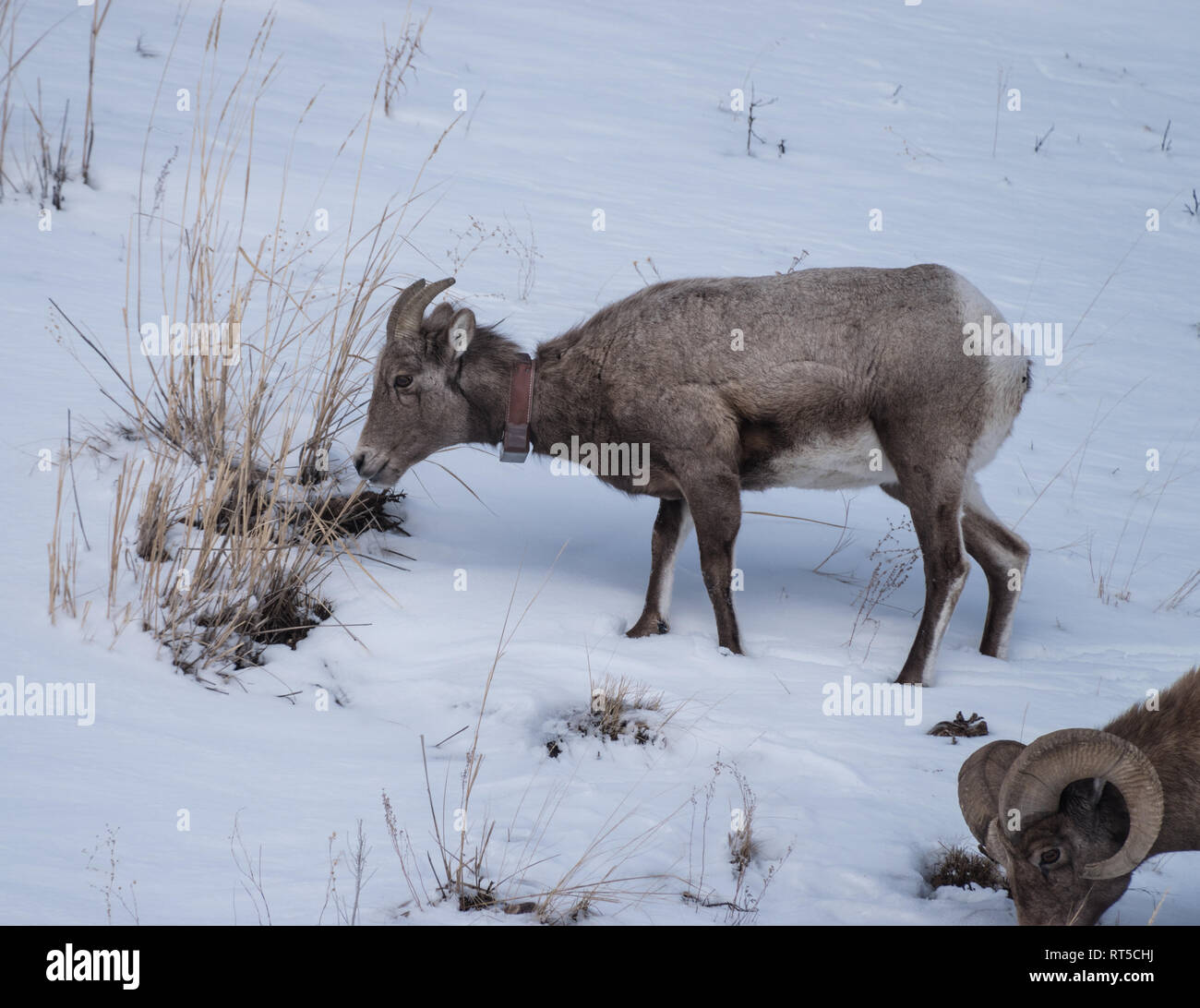 I capretti bighorn​ pecore al pascolo sulle già scarse erbe nel Parco Nazionale di Yellowstone in inverno del 2019. Foto Stock