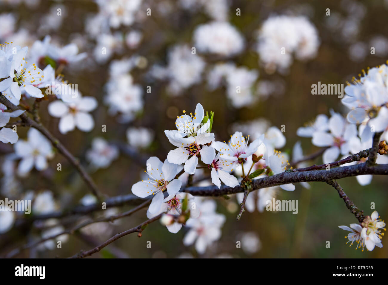 Molla, bianco dei fiori di ciliegio fioriti su uno sfondo sfocato della natura, un banner per il sito. Sfocato spazio per il testo. La Serbia, Carska Bara Foto Stock