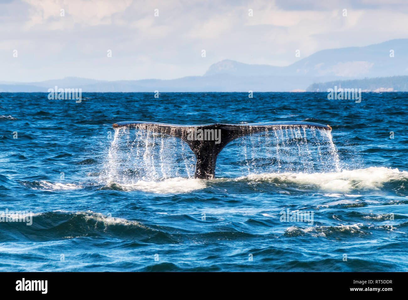 Canada, British Columbia, stretto di Juan de Fuca, Humpback Whale, coda Foto Stock