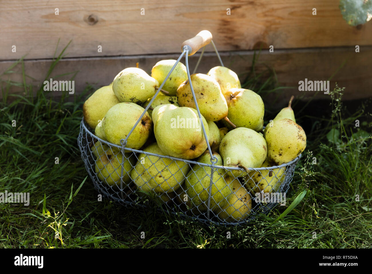 Raccolte le pere Williams in un cesto in filo Foto Stock