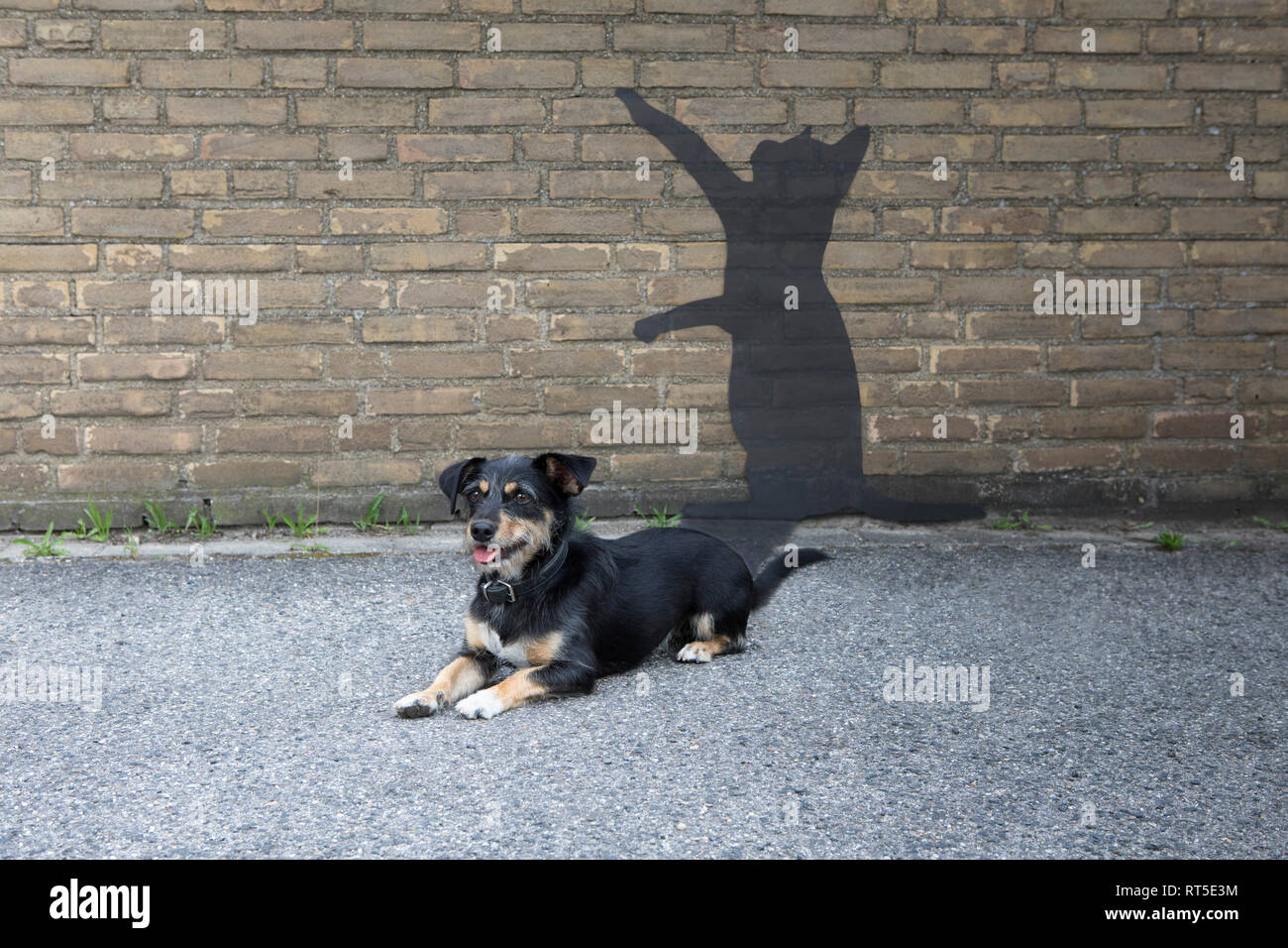 Mongrel disteso di fronte a parete con ombra di un gatto Foto Stock