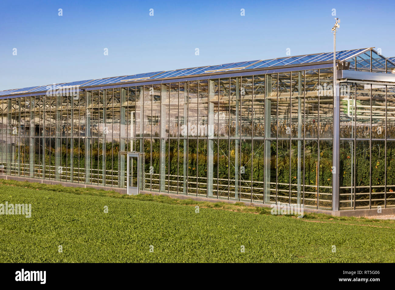 Germania, Fellbach, serra con piante di pomodoro e rucola piante sul campo Foto Stock