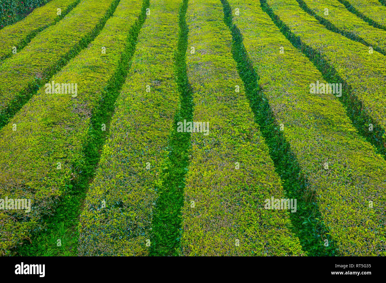 Portogallo Azzorre, Sao Miguel, le piantagioni di tè Foto Stock