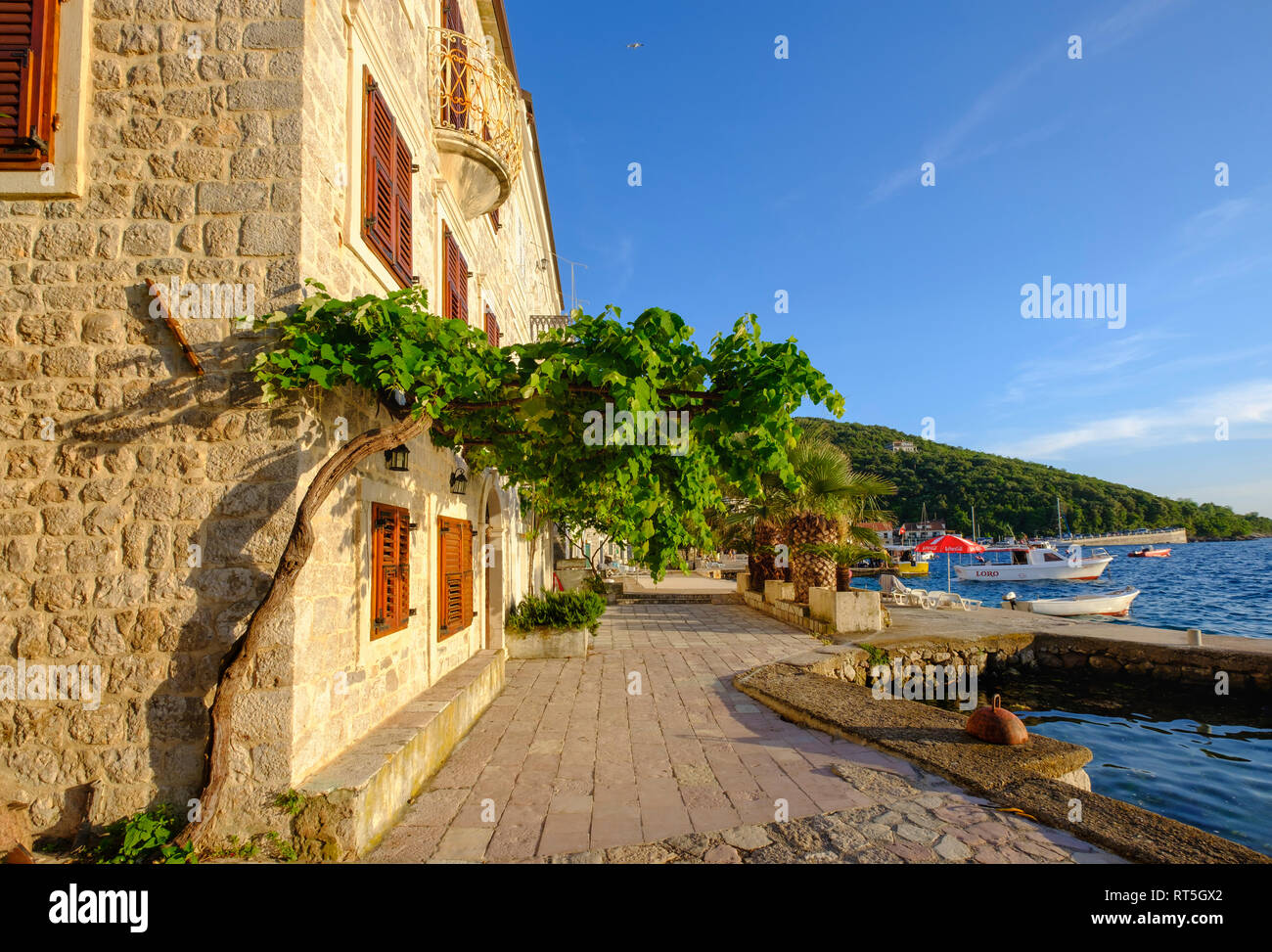 Montenegro e della Baia di Kotor, Lustica, Rose, Porto Foto Stock
