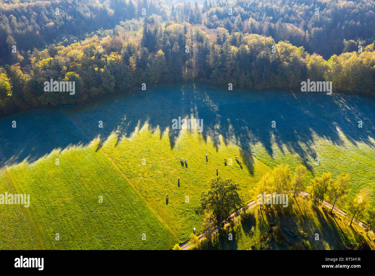 In Germania, in Baviera, vista aerea di mucche al pascolo al mattino di autunno Foto Stock