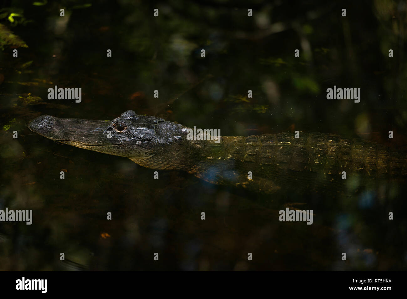 Stati Uniti d'America, Florida Everglades, Copeland, coccodrillo americano (Alligator mississippiensis) in una palude nel filamento Fakahatchee preservare Foto Stock