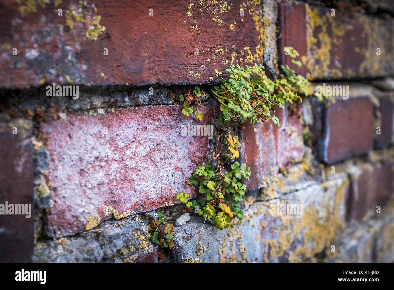 In Germania, in Baviera, Norimberga, Dettaglio di un muro di mattoni con piante Foto Stock