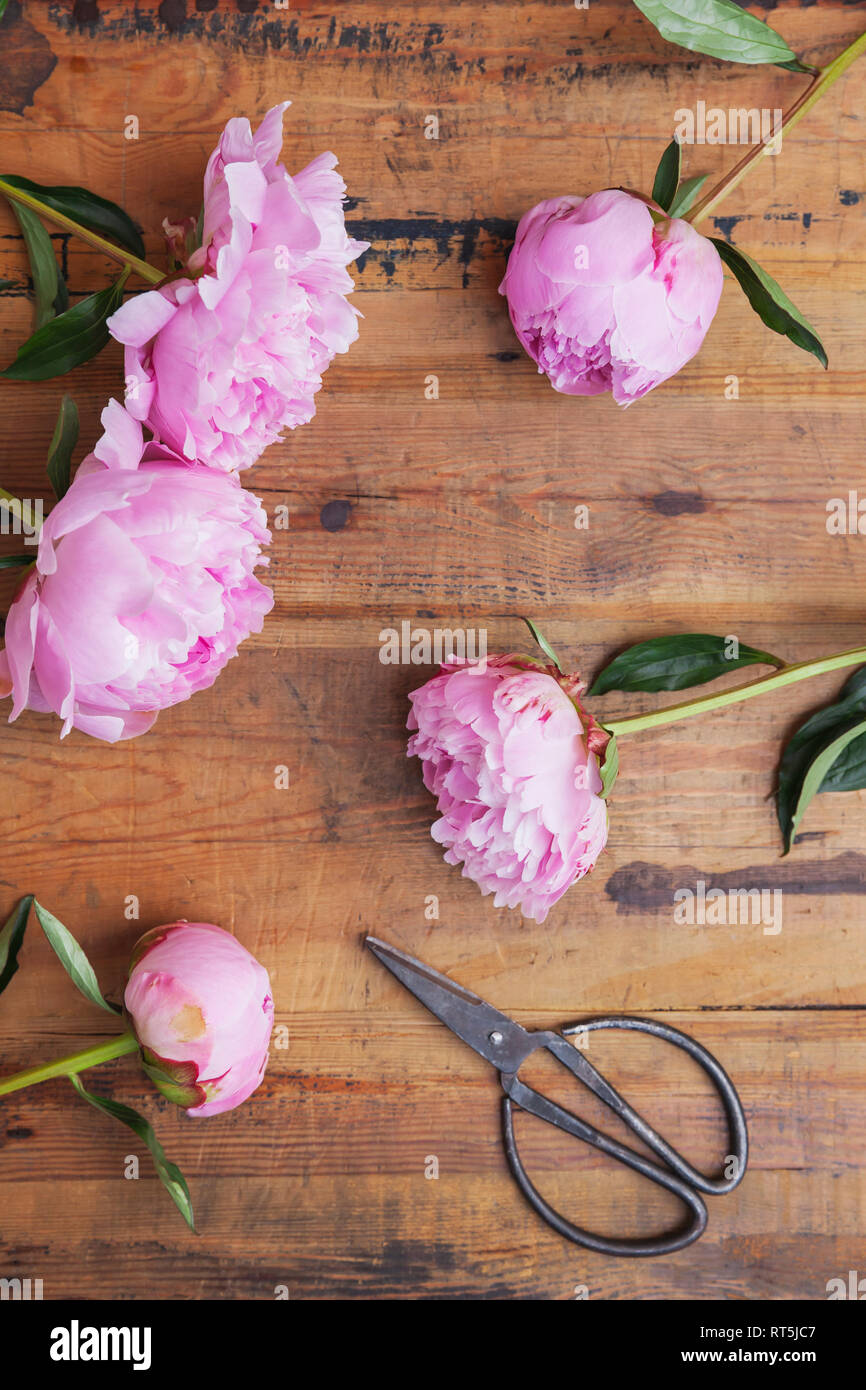 Pink peonies buds immagini e fotografie stock ad alta risoluzione - Alamy