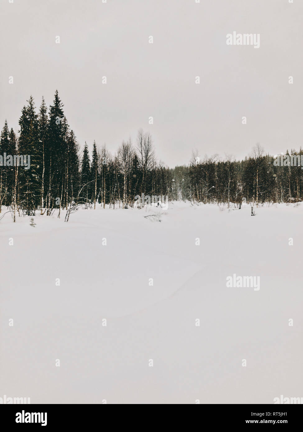 Finlandia, Lapponia, nevicate e alberi Foto Stock