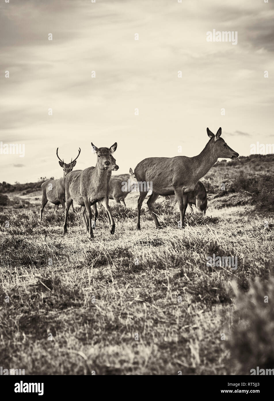 Il Cile, Tierra del Fuego, Porvenir, cervi in esecuzione in erba Foto Stock