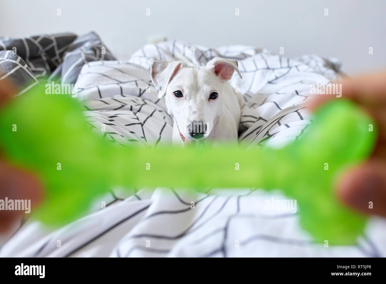 Uomo che mostra il suo cane verde osso in plastica Foto Stock