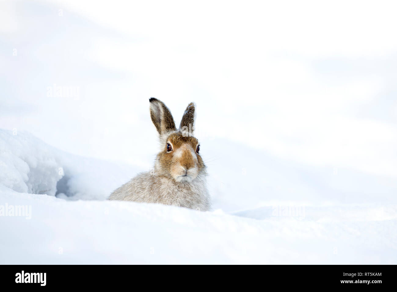 La Scozia, montagna, lepre Lepus timidus Foto Stock