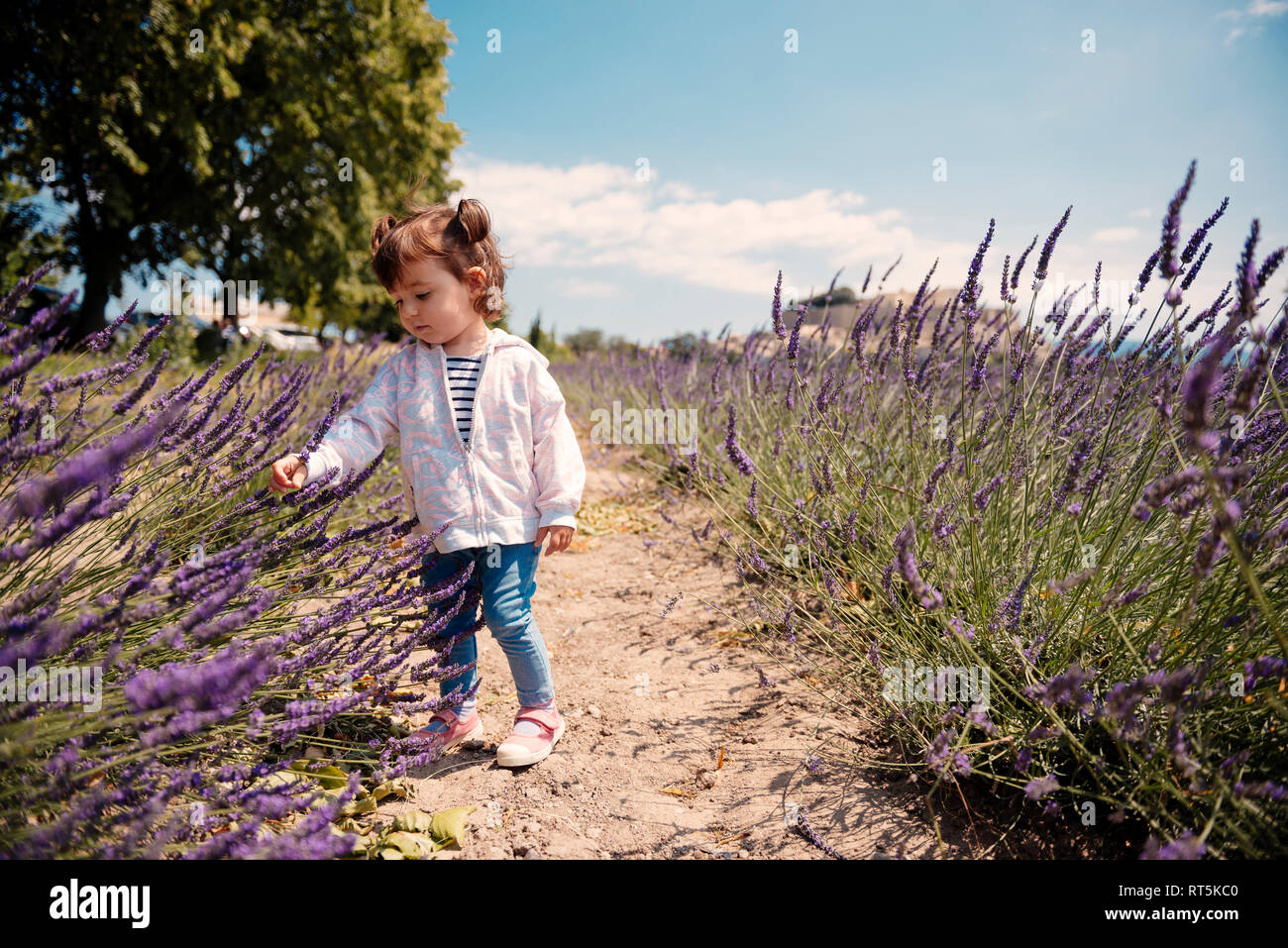 Francia, Grignan, Baby girl esplorazione di fiori di lavanda Foto Stock