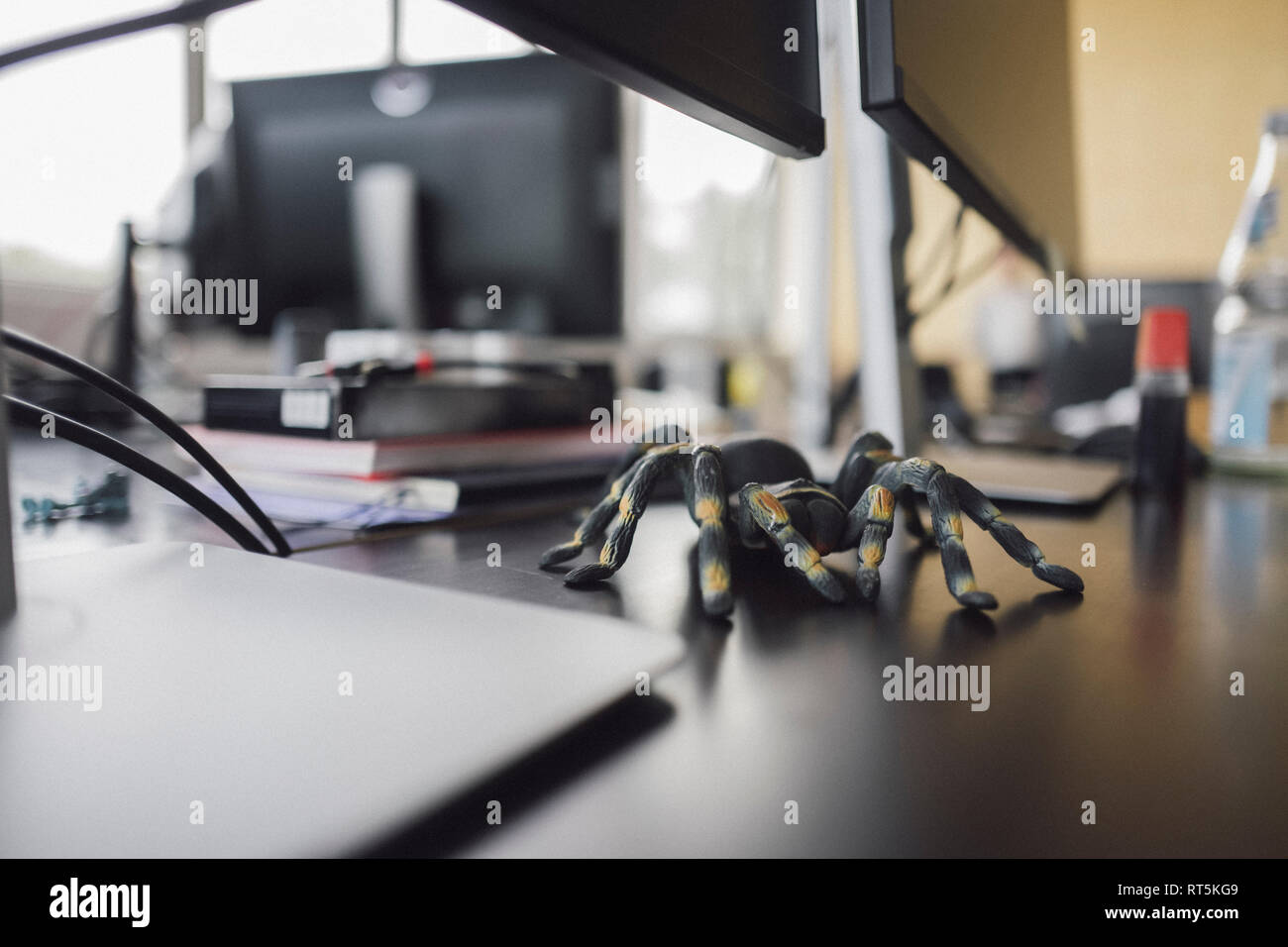 Toy tarantola su una scrivania Foto Stock