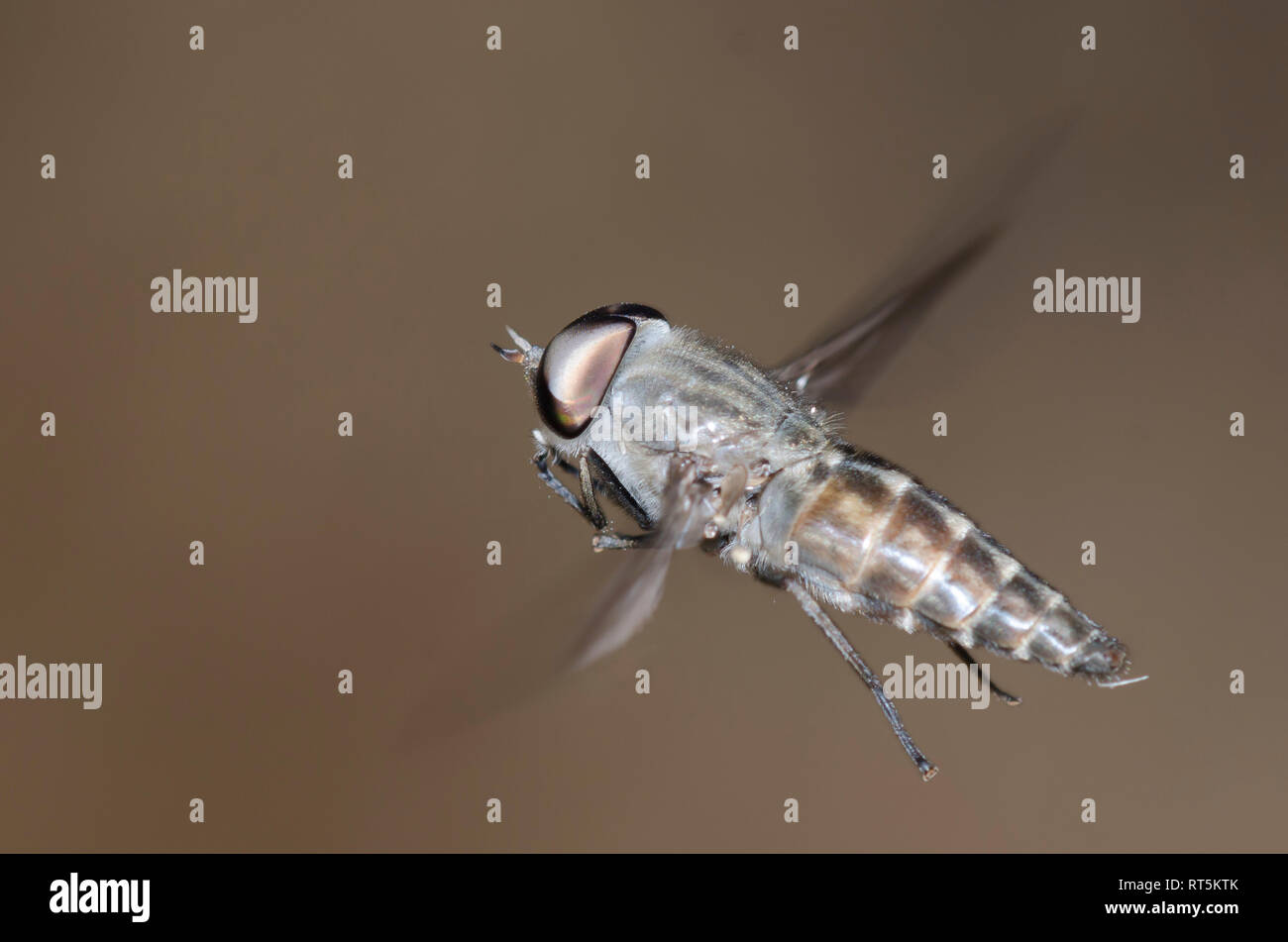 Horse Fly, Tabanus sp., hovering maschile Foto Stock