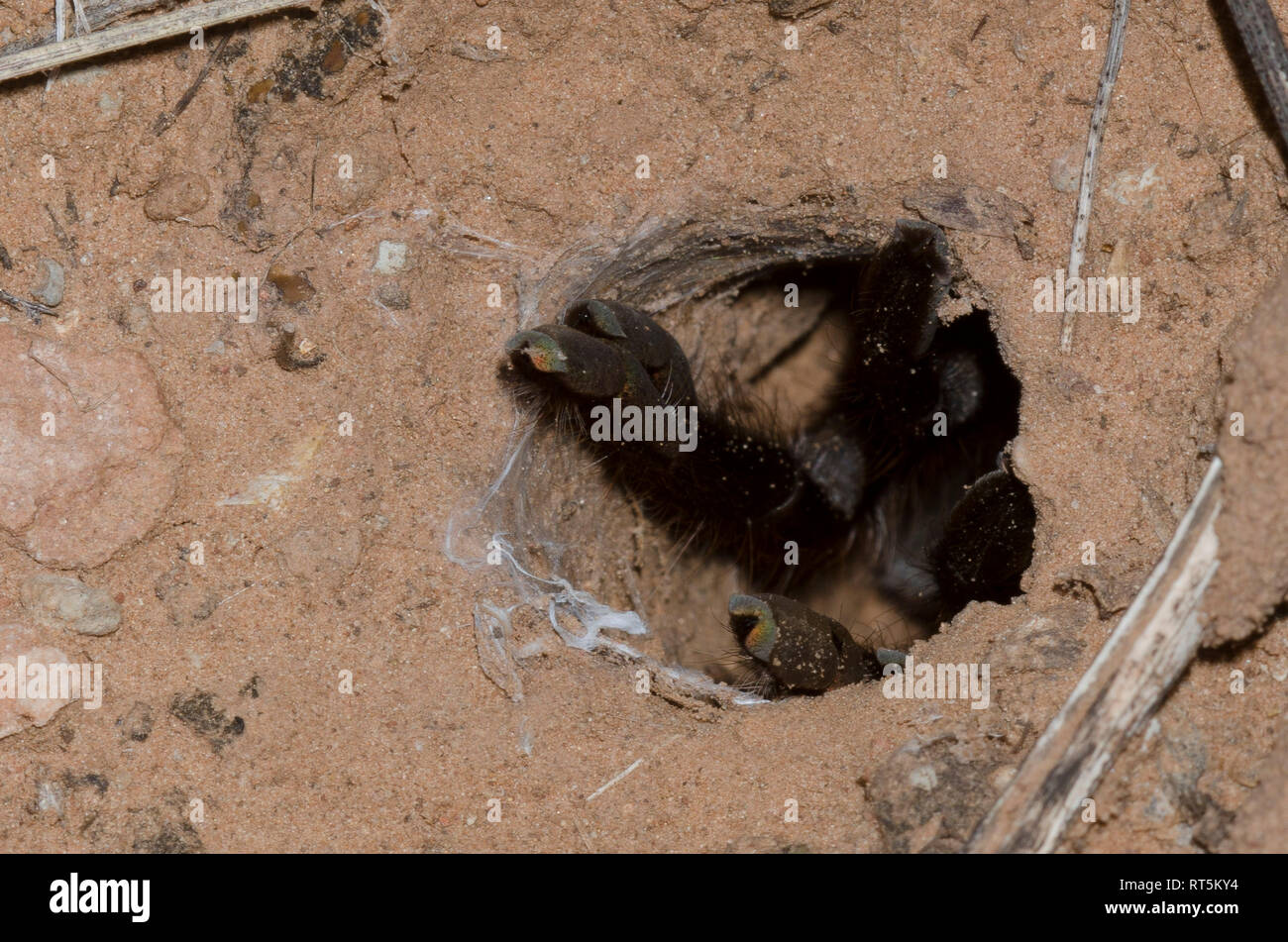 Oklahoma Brown Tarantola, Aphonopelma hentzi, al burrow Foto Stock