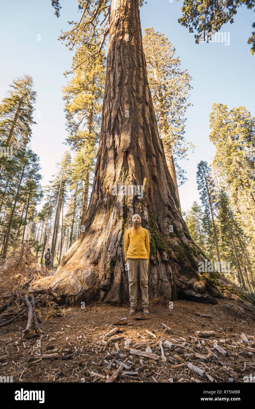 Stati Uniti d'America, in California, del Parco Nazionale Yosemite, di Mariposa, uomo in piedi ad albero di sequoia Foto Stock