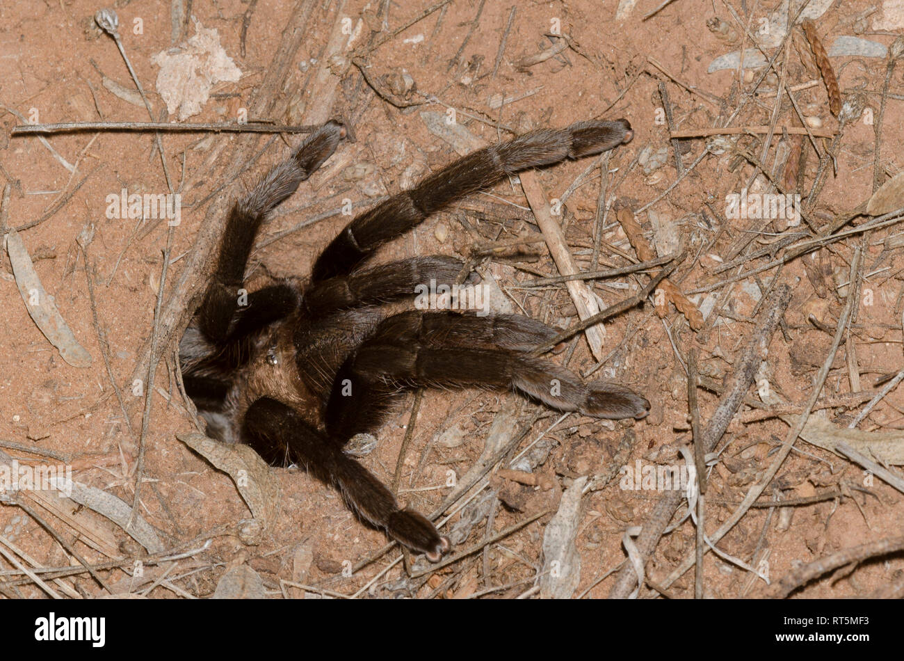 Oklahoma Brown Tarantola, Aphonopelma hentzi, al burrow Foto Stock