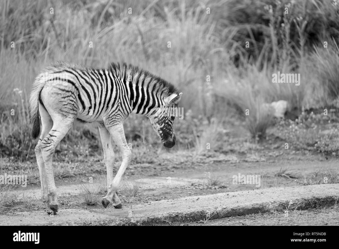 Una zebra puledro circa una settimana fa nella valle Umgeni Riserva Naturale, Kwa-Zulu Natal, Sud Africa. Foto Stock