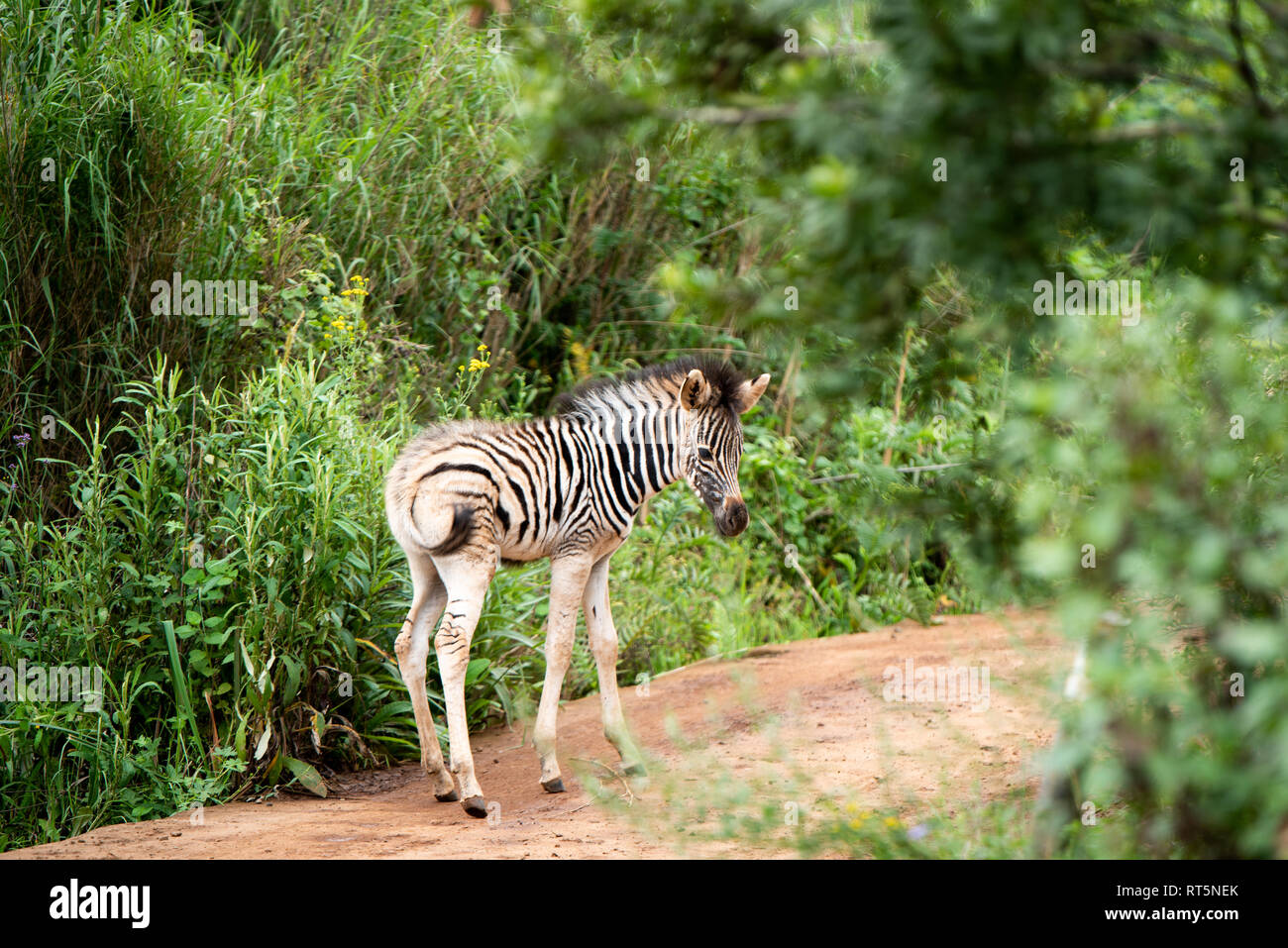 Una zebra puledro circa una settimana fa nella valle Umgeni Riserva Naturale, Kwa-Zulu Natal, Sud Africa. Foto Stock