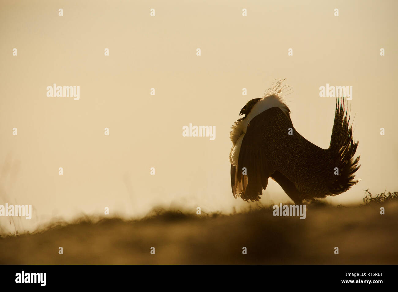 Maggiore Sage-gallo cedrone - un maschio di eseguire la sua superficie di visualizzazione sul lek (riproduzione) Foto Stock