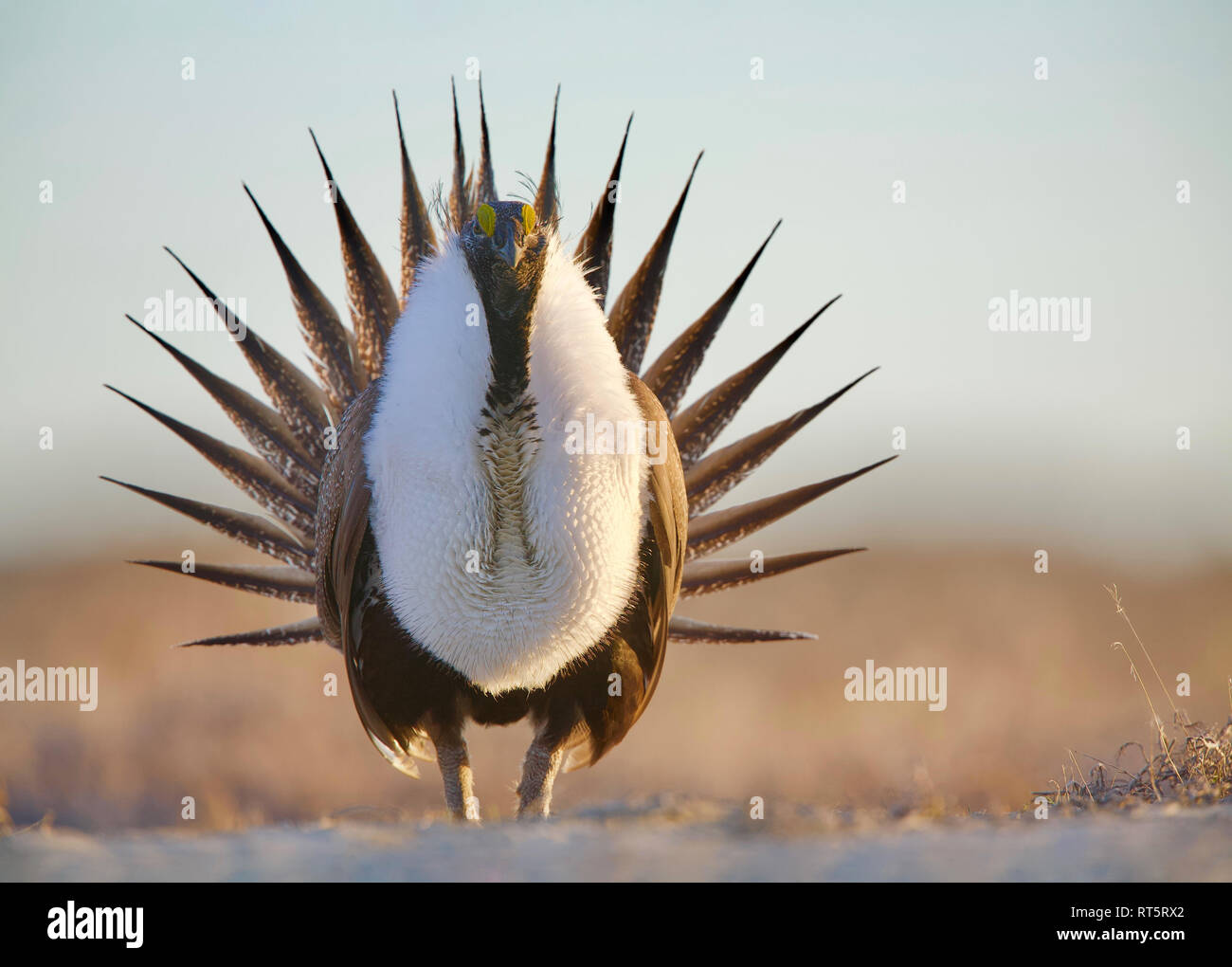 Maggiore Sage-gallo cedrone - un maschio di eseguire la sua superficie di visualizzazione sul lek (riproduzione) Foto Stock