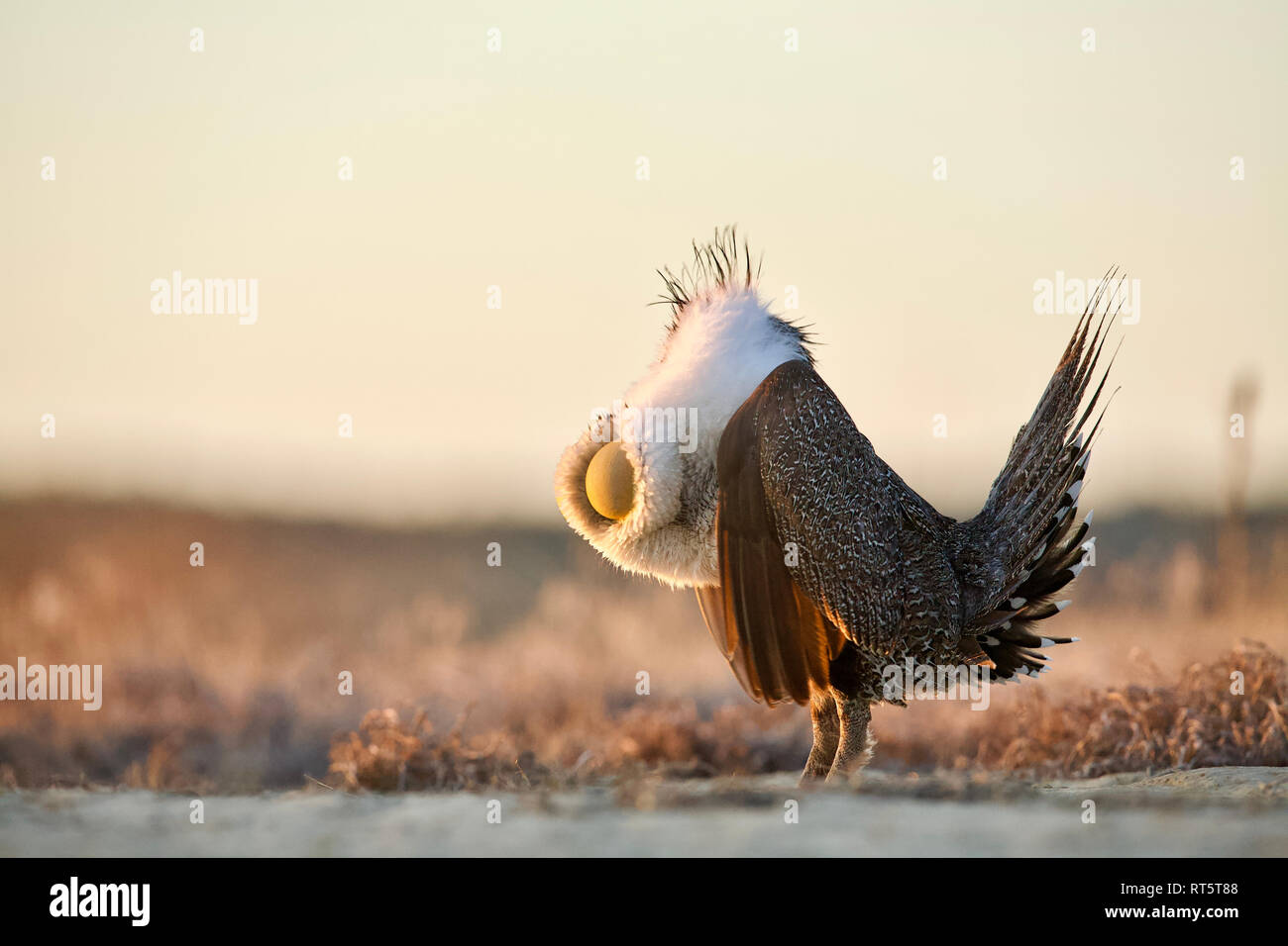 Maggiore Sage-gallo cedrone - un maschio di eseguire la sua superficie di visualizzazione sul lek (riproduzione) Foto Stock