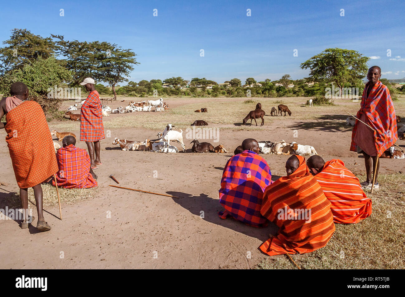 Masai Mara, Kenya, 23 Maggio 2017: Masai gli agricoltori a guardia del loro gregge di capre vicino al loro villaggio Foto Stock