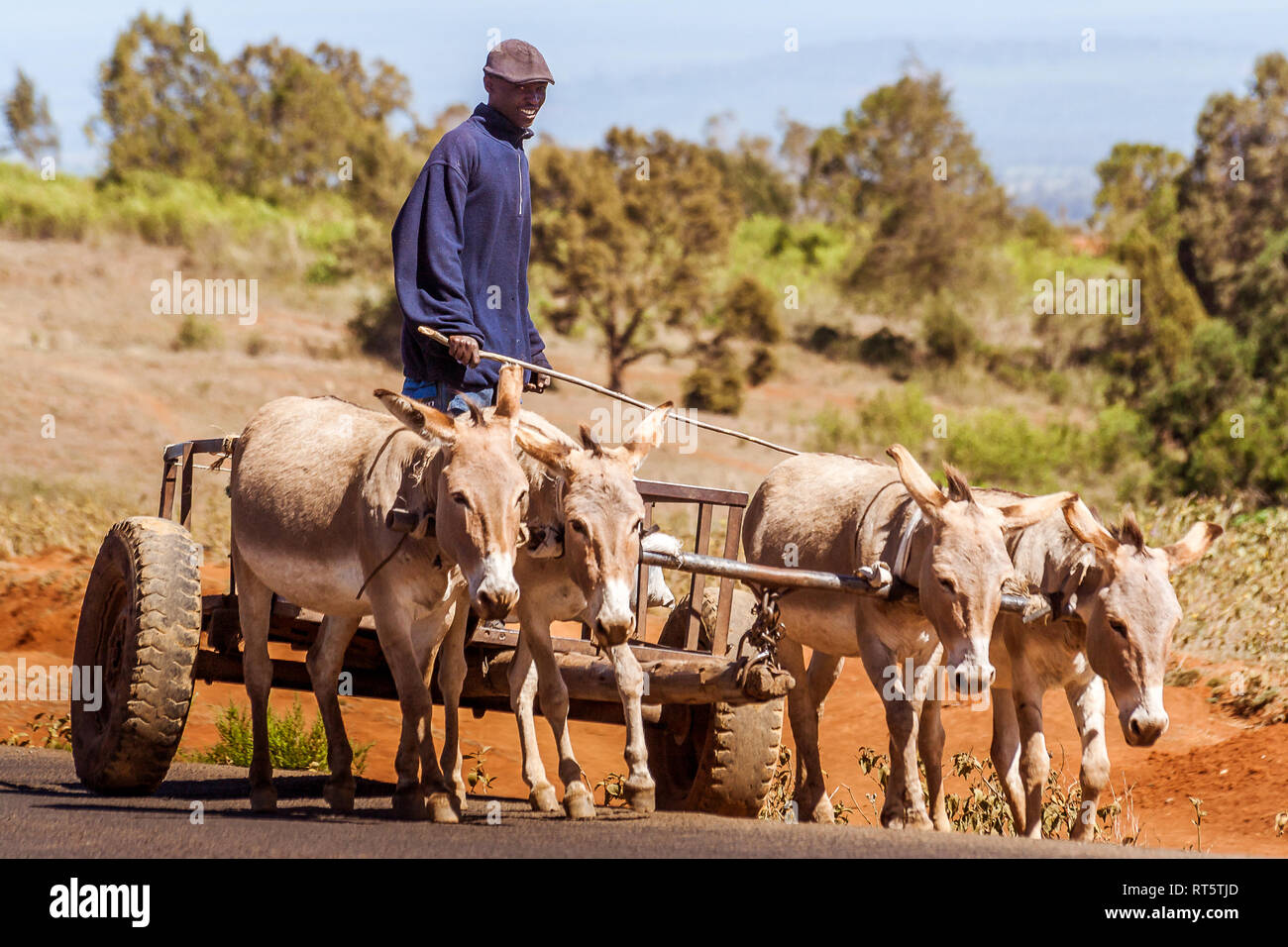 Nanyuki, Kenya, 20 Maggio 2017: keniota agricoltore sul suo carro trainato da quattro asini nella campagna keniota Foto Stock