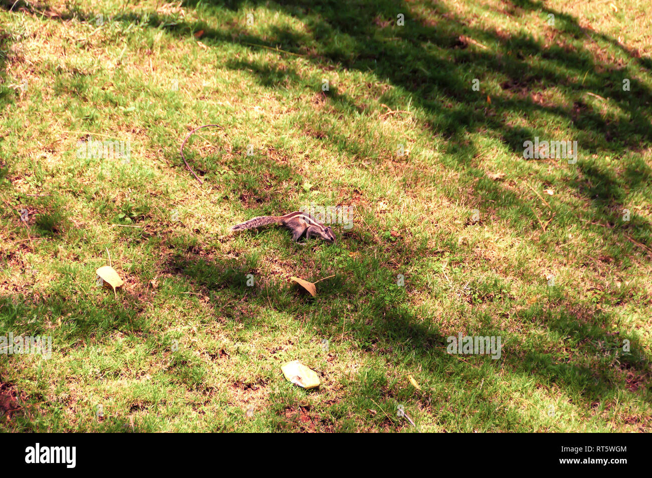 A tre strisce palm indiano scoiattolo foraggio per il cibo. L'animale mantiene un luogo sacro nella mitologia indù e induismo. Foto Stock