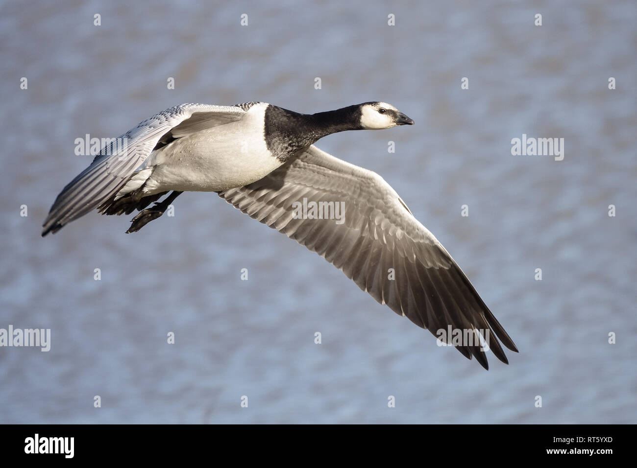 Barnacle goose è uccello migratore Foto Stock