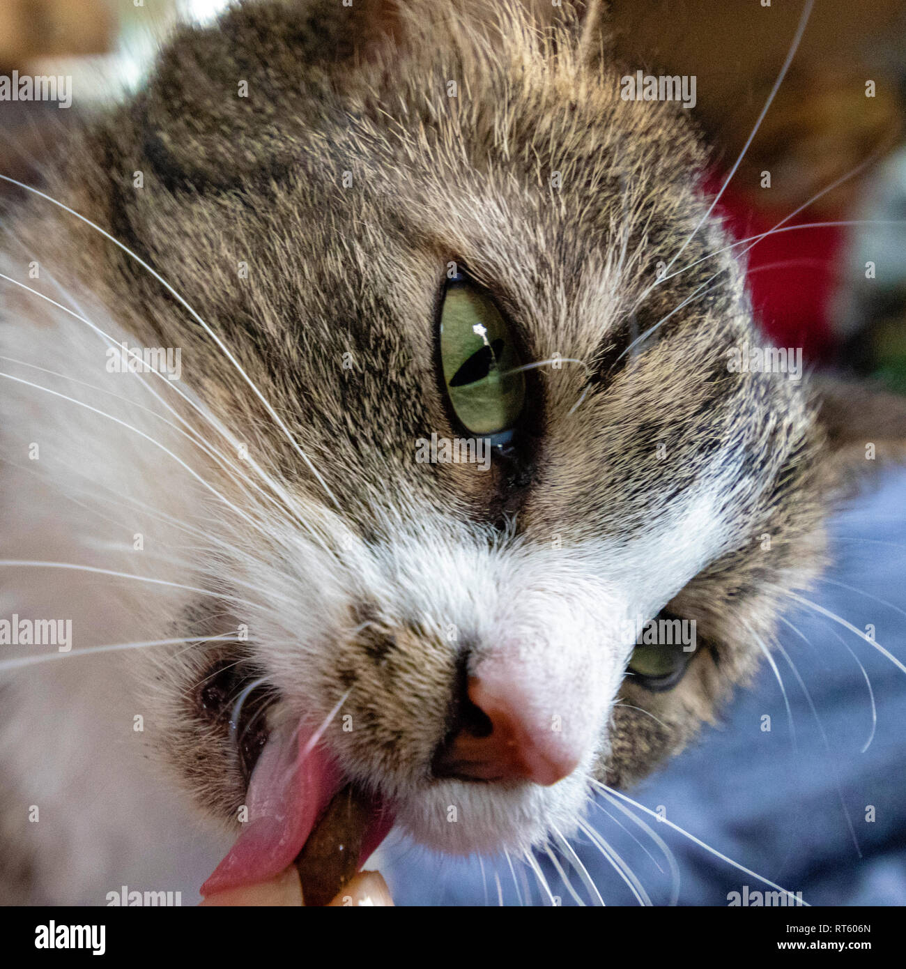 Close-up del volto di un gatto di mangiare uno spuntino Foto Stock