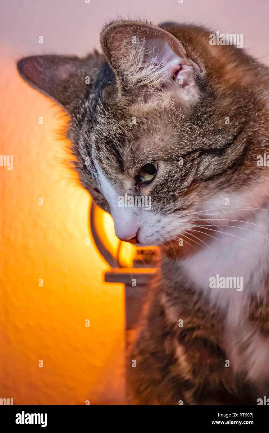 Grigio tabby gatto domestico, chi è dreamily cercando. Foto Stock