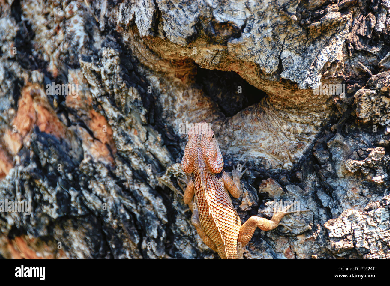 Una chiusura della testa e la regione dorsale di un maschio oriental garden lizard, Calotes versicolor. Arancione/Crimson tinge significa è stagione di riproduzione. Foto Stock