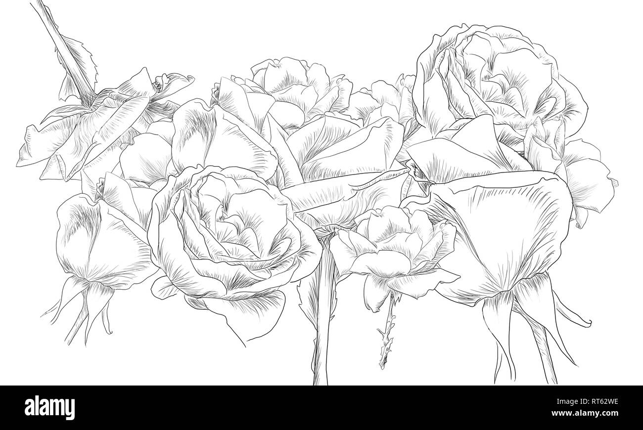 Line art collage di rose da jziprian Foto Stock